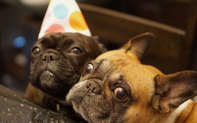 Giornata mondiale del cane: sì, il tuo peloso ha una festa tutta sua (anzi, più di una!)