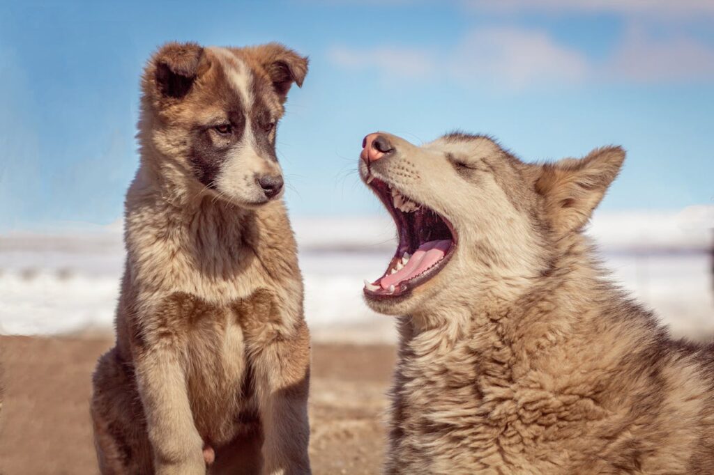 Due cani sulla spiaggia, uno abbaia per comunicare con l’altro