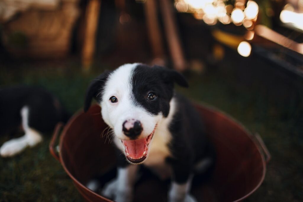 Cosa comprare quando arriva un cucciolo e come abituarlo alla cuccia Cosa comprare quando arriva un cucciolo: cucciolo nella sua cuccia in casa come rifugio sicuro