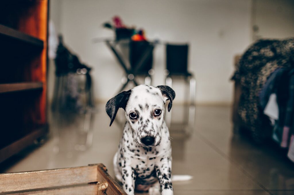 Cosa comprare quando arriva un cucciolo e come preparare la casa: dalmata in soggiorno Cosa comprare quando arriva un cucciolo: dalmata al centro del soggiorno preparato per l’accoglienza