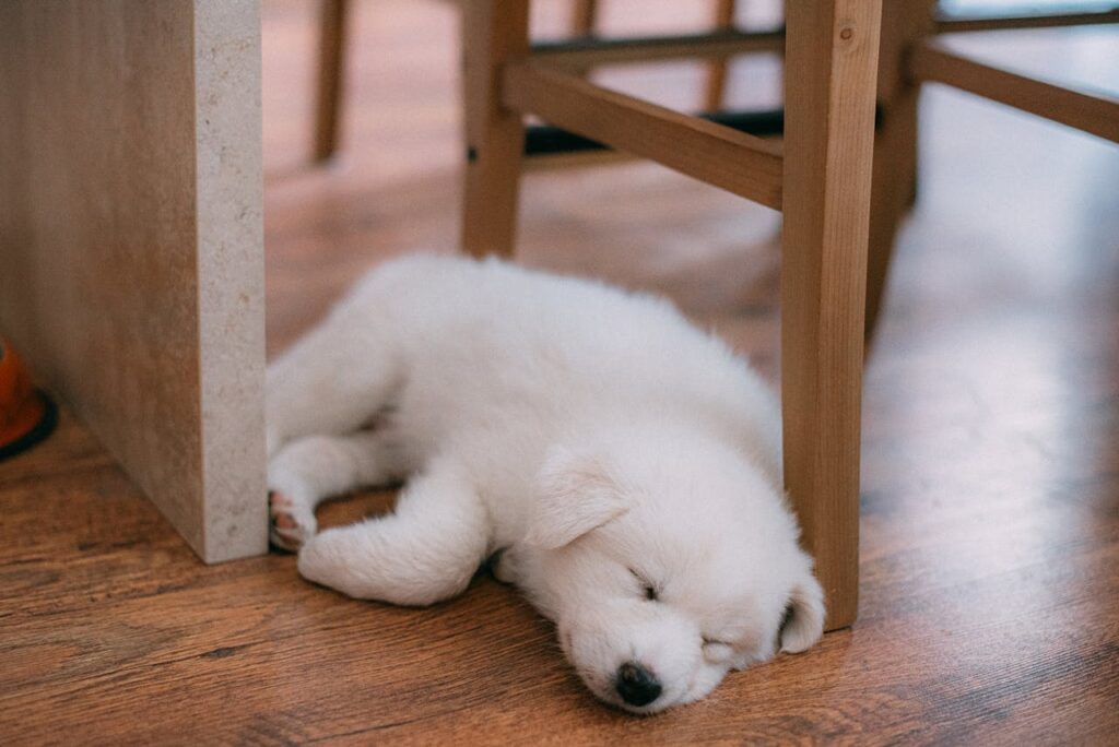 Cosa comprare quando arriva un cucciolo e come vivere il primo giorno a casa Cosa comprare quando arriva un cucciolo: il primo giorno a casa con un cucciolo che dorme