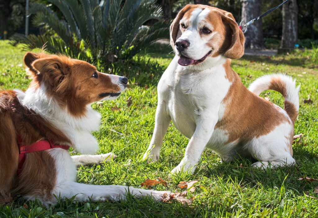 Due cani in un prato, uno osserva l’altro per interpretare le sue intenzioni