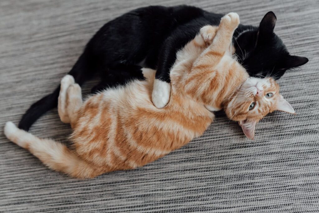 Due gatti sdraiati che fanno la lotta vicino alla miglior lettiera vegetale per gatti