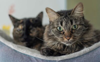 Lettiera vegetale per gatti: perché è la scelta migliore per il tuo micio (e per il pianeta)