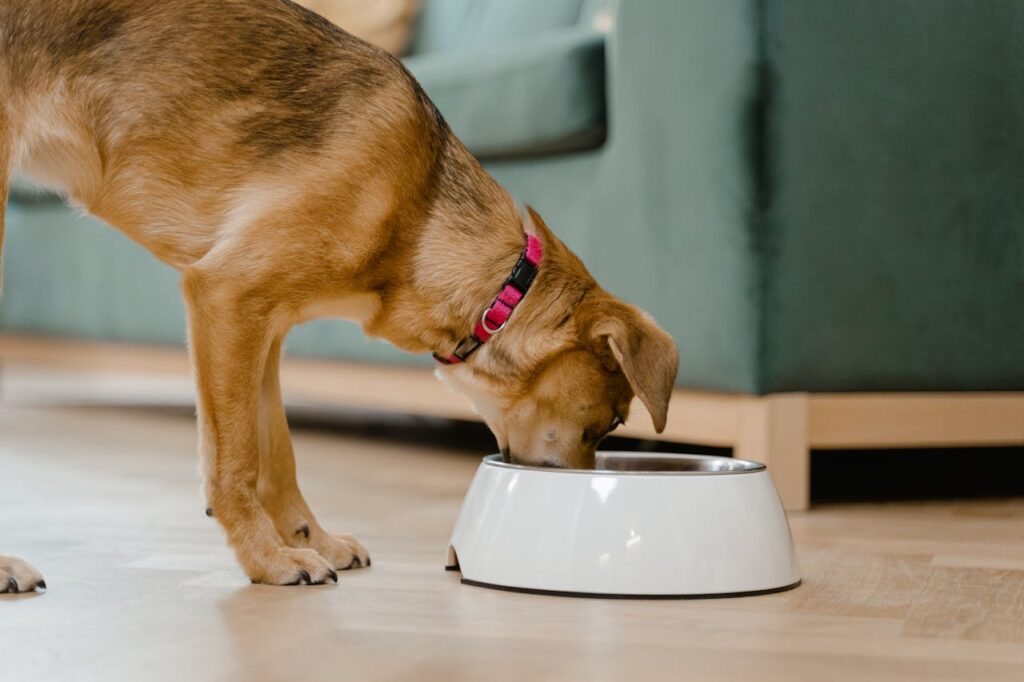 Cane che mangia da una ciotola durante l’inverno, supportato da un’alimentazione adeguata per proteggersi dal freddo.