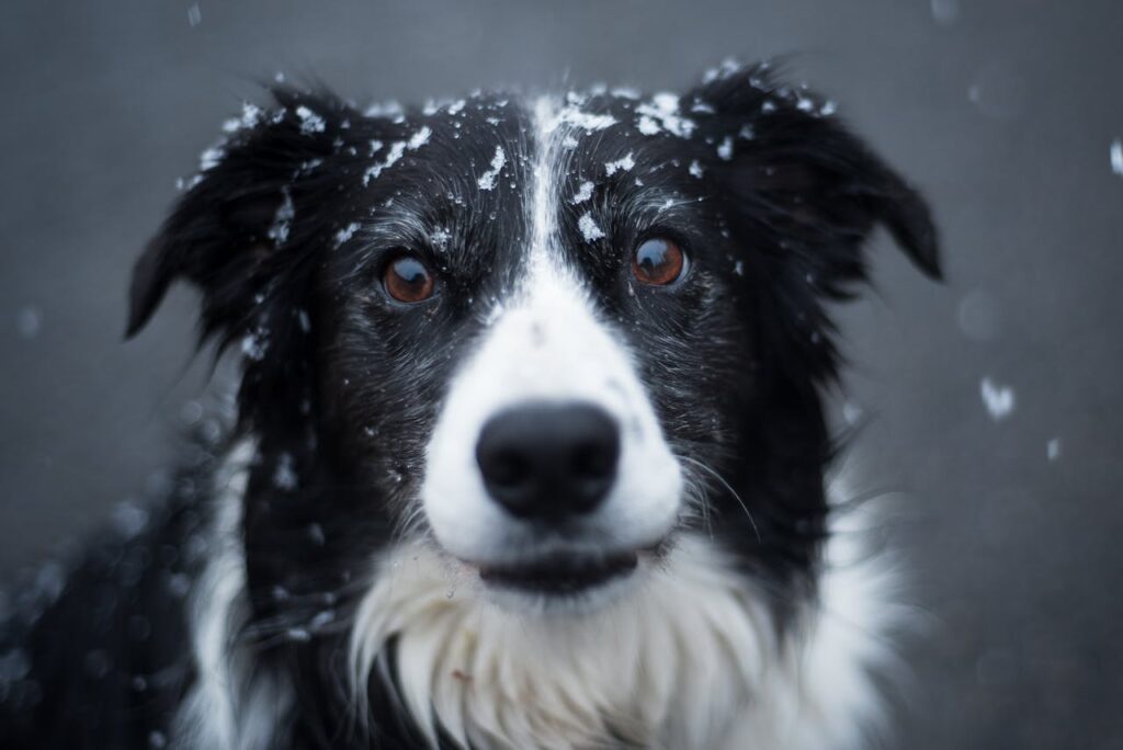 Primo piano di un cane con fiocchi di neve sulla testa, simbolo della necessità di proteggerlo dal freddo durante l’inverno.