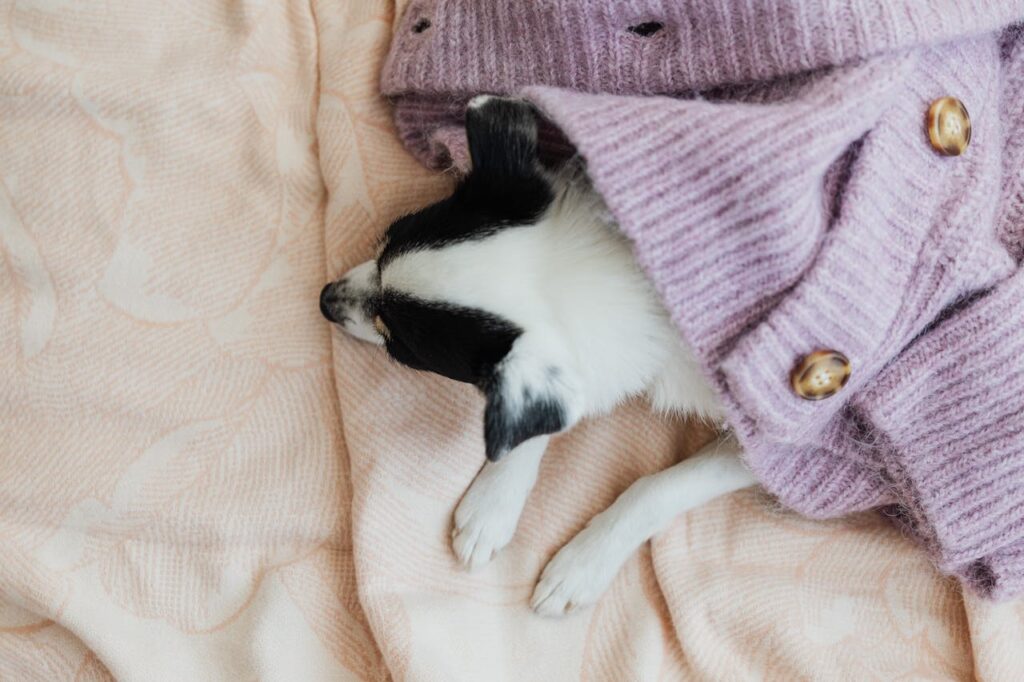 Cane che dorme nella posizione del talpone, nascosto sotto una coperta in cerca di calore e sicurezza