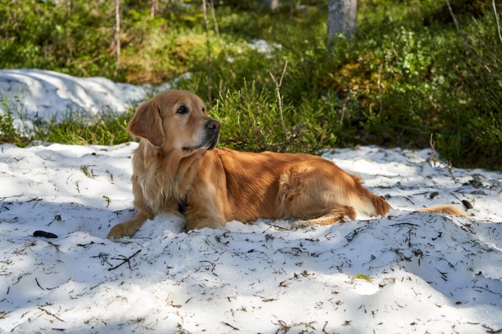Cane sdraiato sulla neve, esposto al freddo invernale: l’importanza di proteggerlo con cucce, cappotti e alimentazione adeguata.