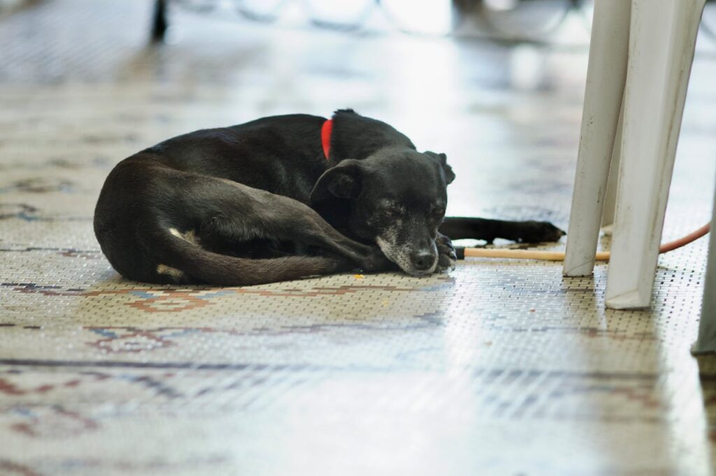 Cane nero che dorme sul pavimento raggomitolato nella posizione della ciambella, una delle posizioni del sonno dei cani che trasmette sicurezza e calore