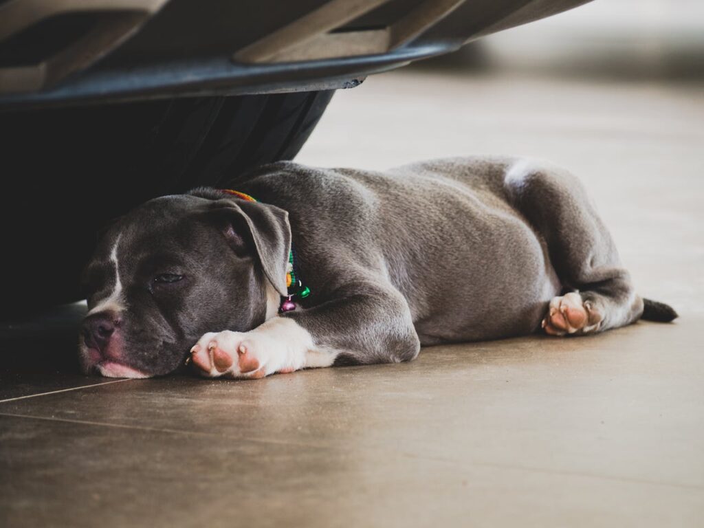 Cagnolino che dorme sul pavimento con zampe distese in avanti e indietro, nella tipica posizione di Superman, una delle posizioni del sonno dei cani più buffe