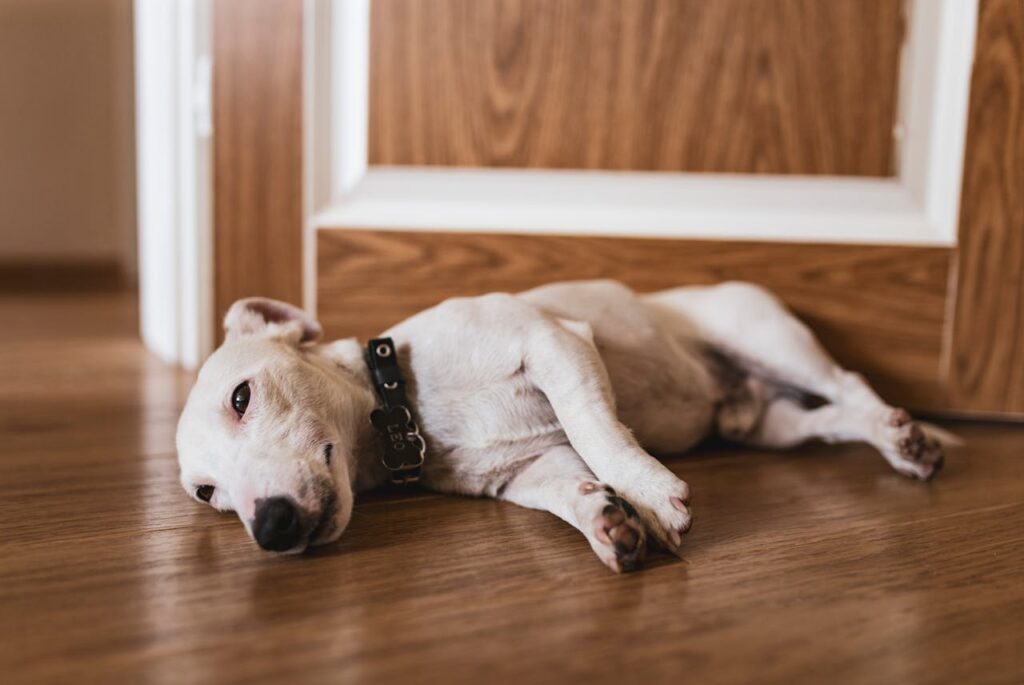 Cane che dorme sdraiato sul pavimento nella posizione sul fianco, una delle posizioni del sonno dei cani che indica relax e fiducia