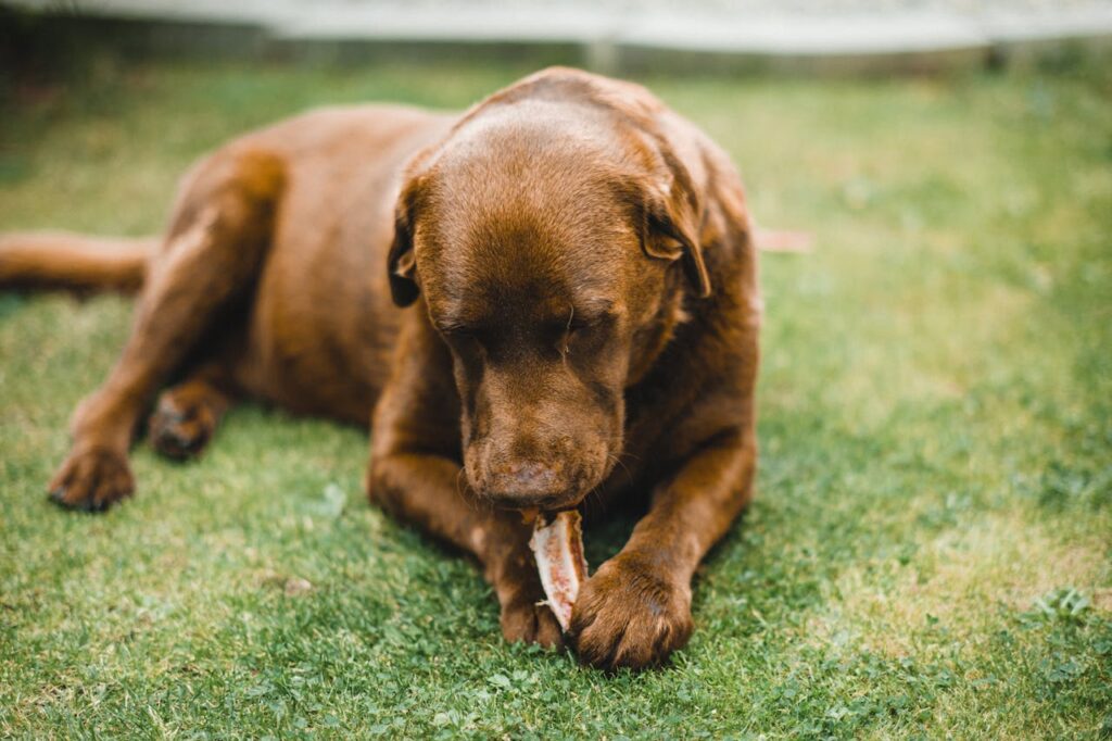Cane che gioca in giardino con un osso, simbolo dei rischi legati alle ossa nella dieta dei cani.