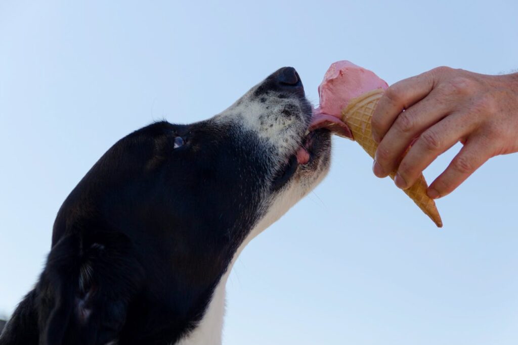 Cane che lecca un cono gelato offerto dalla mano di una persona, simbolo dei rischi dei dolci per i cani.
