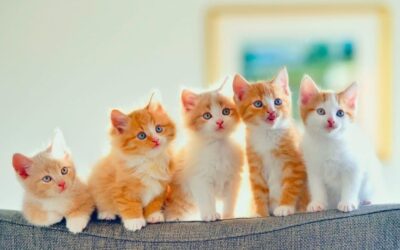 Come capire l’età di un cucciolo di gatto