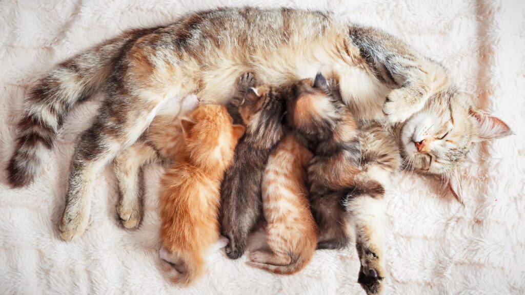 Gattini durante l’allattamento, come capire l’età osservando le prime fasi di sviluppo cuccioli di gatto che prendono il latte dalla mamma, esempio di comportamento tipico dei gattini nelle prime settimane utile per stimare l’età