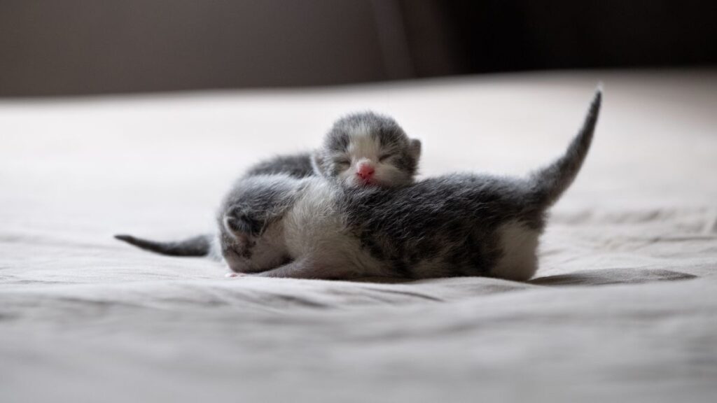 due gattini grigi appena nati con occhi chiusi, esempio utile per riconoscere l’età di un gattino nelle prime settimane di vita
