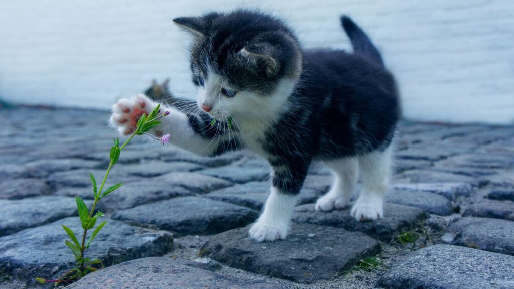 Gattino bianco e grigio che gioca, esempio di sviluppo e comportamento legati all’età gattino bianco e grigio che gioca con un filo d’erba mostrando coordinazione e curiosità, segnali utili per capire l’età di un cucciolo