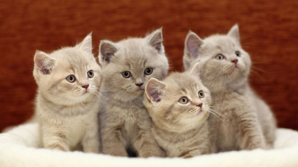 Perché è importante conoscere l’età di un gattino, quattro gattini rossi in cuccia quattro gattini rossi dentro una cuccia mentre osservano qualcosa con attenzione, esempio utile per capire l’età di un gattino attraverso comportamento e sviluppo