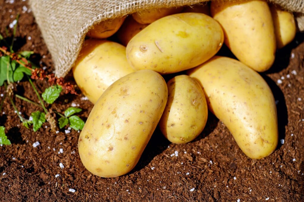 Patate crude con buccia, alimento da evitare nei cani per la presenza di solanina.
