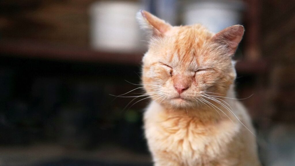 Primo piano di un gattino rosso: cosa puoi fare a casa per aiutare il raffreddore del gatto in modo sicuro