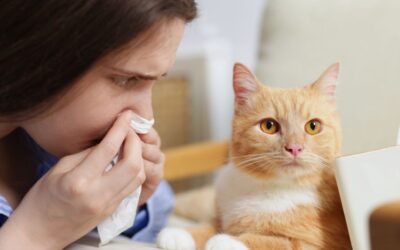 Raffreddore nel gatto: sintomi, durata e rimedi sicuri