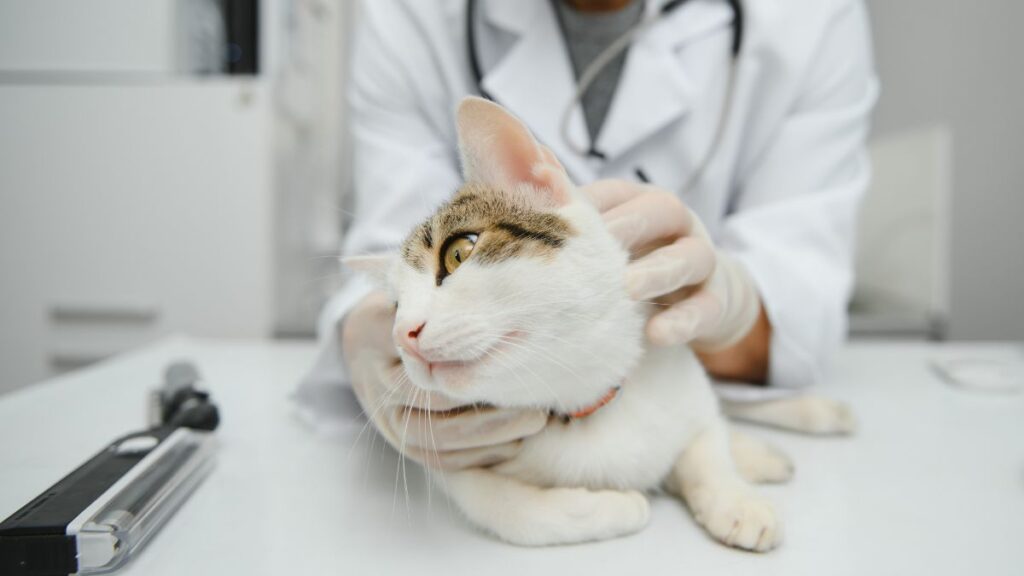 Veterinario visita un gatto: quando il raffreddore nel gatto non passa da solo e serve intervenire
