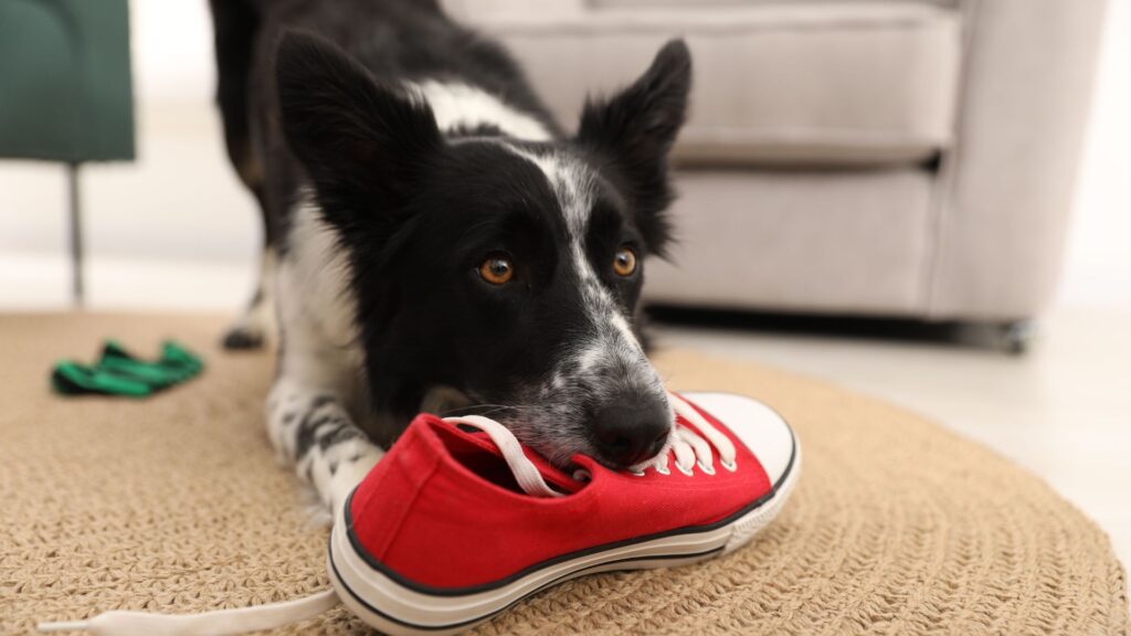 Psicologia del cane: comportamento del cane domestico, cane con scarpa in bocca per gioco, noia o ricerca di attenzione