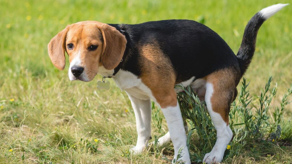 Psicologia del cane: segnali concilianti, cane con postura bassa e sguardo morbido che sembra chiedere scusa