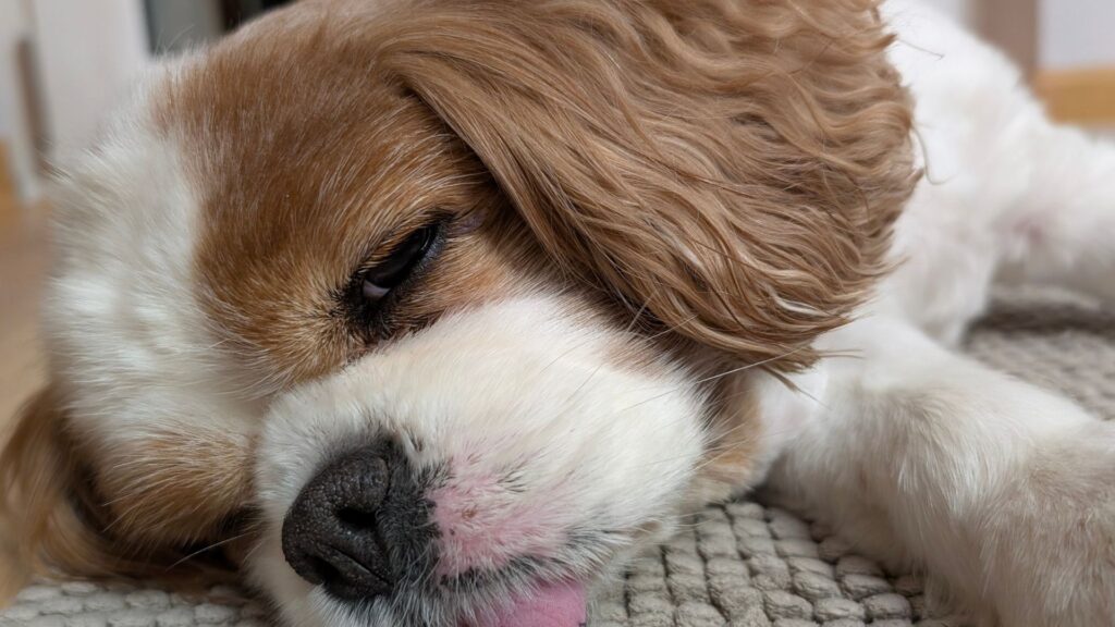 Psicologia del cane: segnali di stress nel cane, cane triste sdraiato sul tappeto con postura chiusa e bassa energia