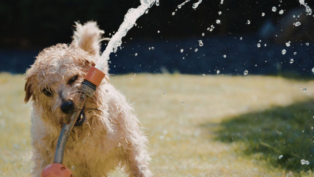 Psicologia del cane: stimolazione mentale e gioco, cane che esplora e gioca con un tubo da innaffiare in giardino