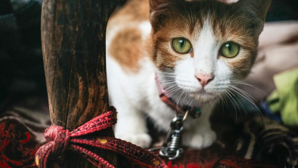 Volto di un gatto che guarda davanti a sé con espressione attenta e tranquilla