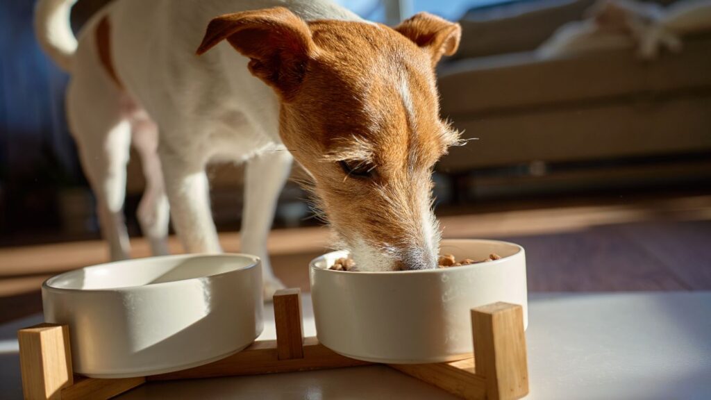Cane che mangia crocchette dalla ciotola Cane in primo piano mentre mangia crocchette dalla sua ciotola