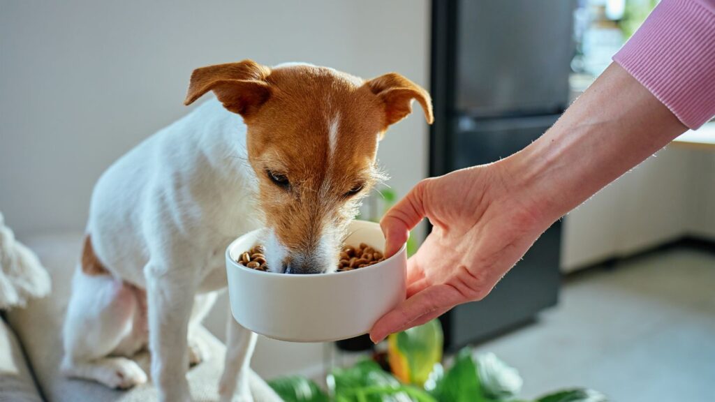 Quante crocchette dare al cane Cane che mangia crocchette da una ciotola tenuta dalla proprietaria