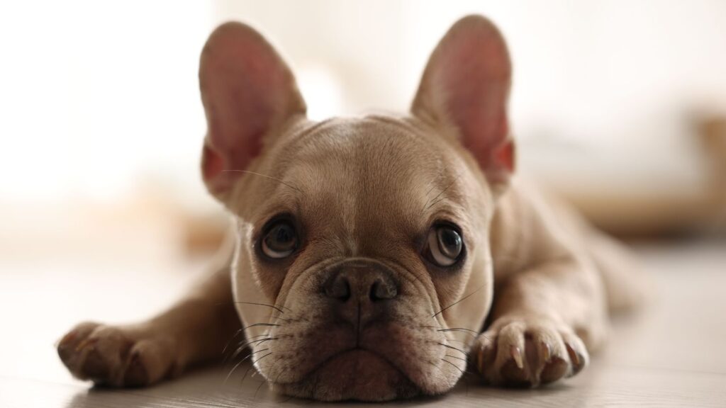 Bouledogue francese sdraiato, razza brachicefala predisposta all'affanno notturno