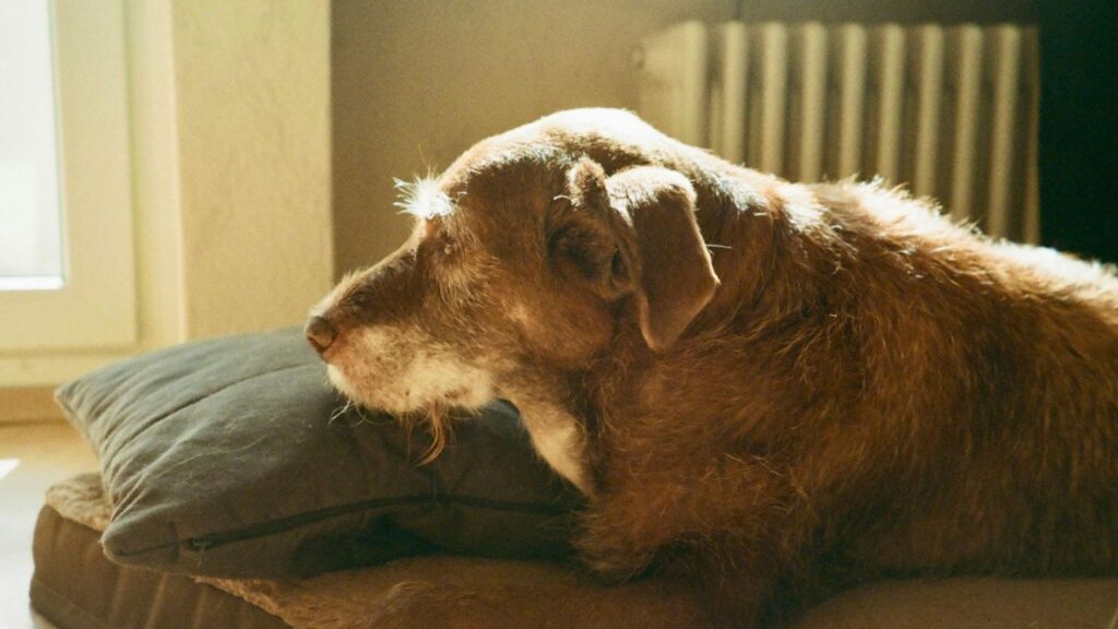 Cane anziano che riposa su un cuscino morbido in un angolo tranquillo della casa