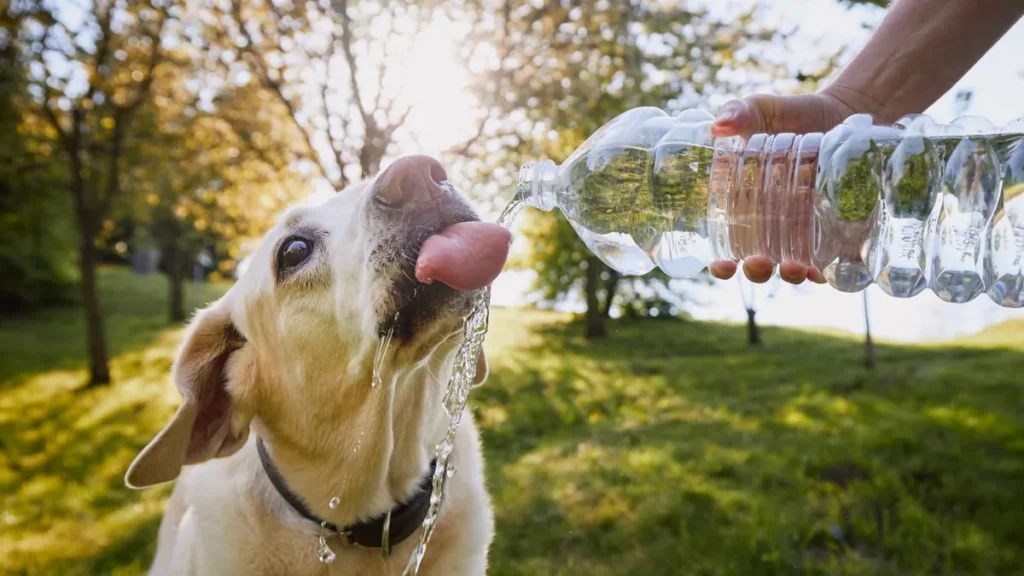 Cane che beve acqua fresca da una bottiglia durante una giornata calda