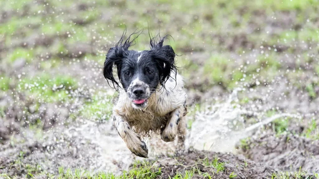 Cane infangato che corre nel prato