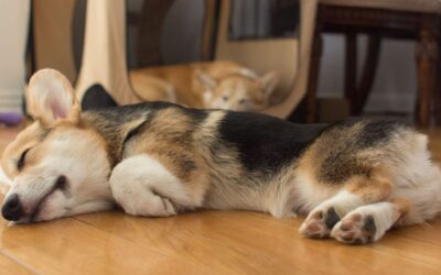 Affanno notturno nel cane: come capire se è normale o se devi preoccuparti