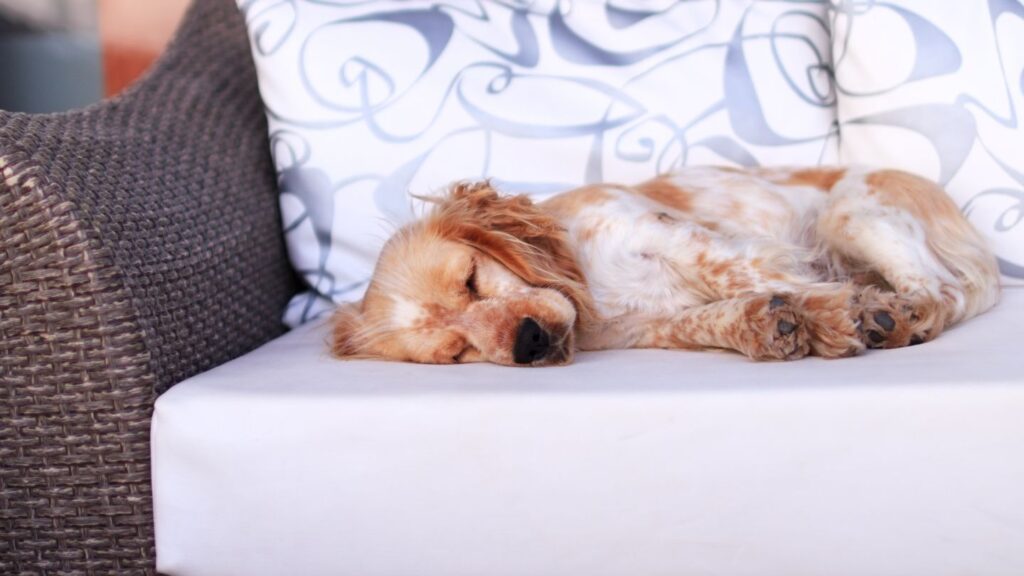 Cocker spaniel addormentato e rilassato che respira in modo regolare nel sonno