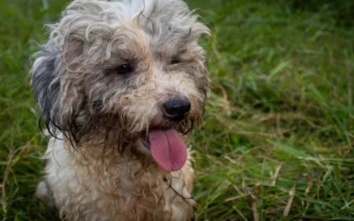 Si possono usare le salviette per neonati sul cane e sul gatto?