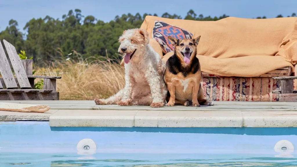 Due cani ansimano a bordo piscina in una giornata estiva calda