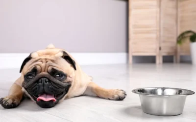 Colpo di calore nel cane e nel gatto: riconoscerlo e intervenire in tempo
