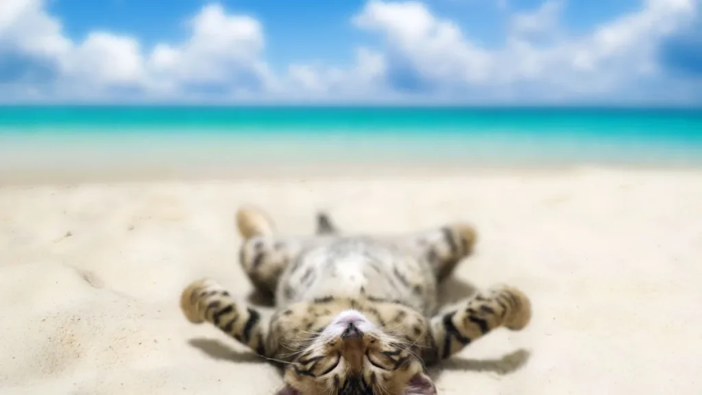 Gatto sdraiato al sole su una spiaggia in estate
