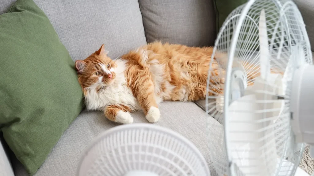 Gatto sdraiato davanti a un ventilatore per rinfrescarsi dal caldo estivo