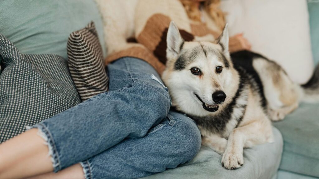 Proprietaria accanto al proprio cane sul divano mentre ne osserva il respiro