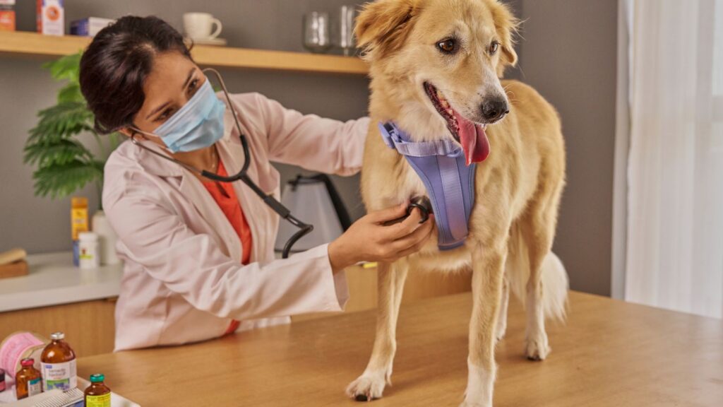 Veterinaria ausculta il cuore di un cane con lo stetoscopio durante la visita