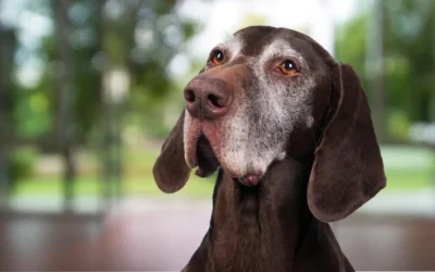 Cane anziano, come cambiano esigenze, cure e alimentazione