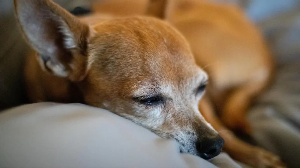 Cane anziano che riposa su una cuccia comoda e di supporto