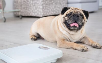 Cane in sovrappeso: come capire se ha qualche chilo di troppo e come aiutarlo